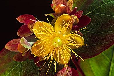 横版恐怖RPG《枯萎的房间》新增主机版